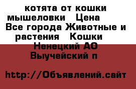 котята от кошки мышеловки › Цена ­ 10 - Все города Животные и растения » Кошки   . Ненецкий АО,Выучейский п.